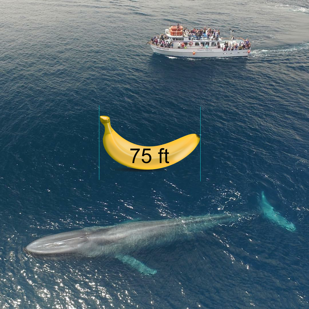 Blue whale and boat, 75ft banana for scale