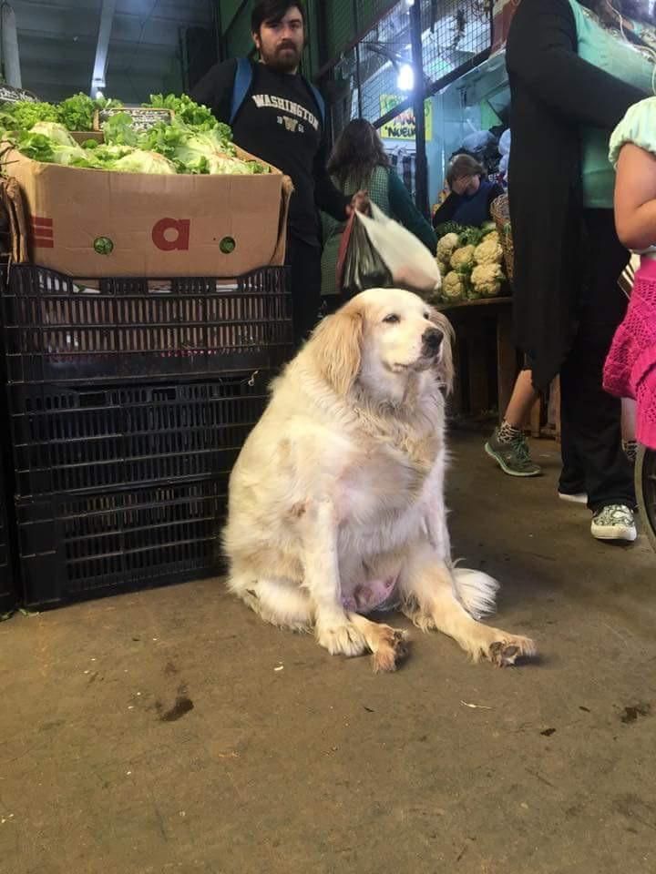 This dog looks like a depressed Danny Devito