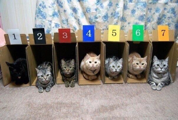 Why cat racing doesn't work.