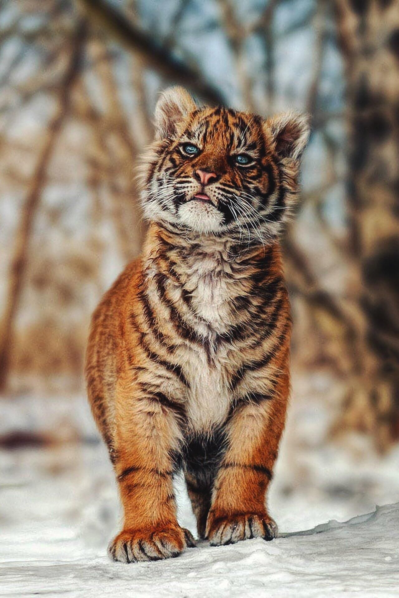 Kurt Russell tiger cub!