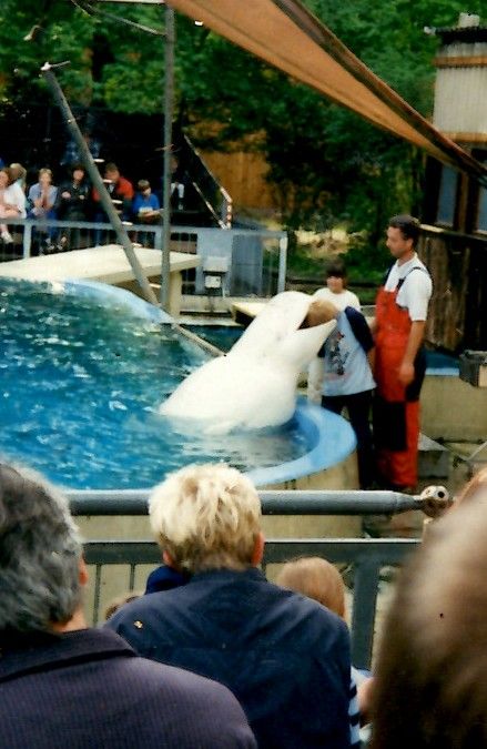 A beluga whale once ate me, when I was a child