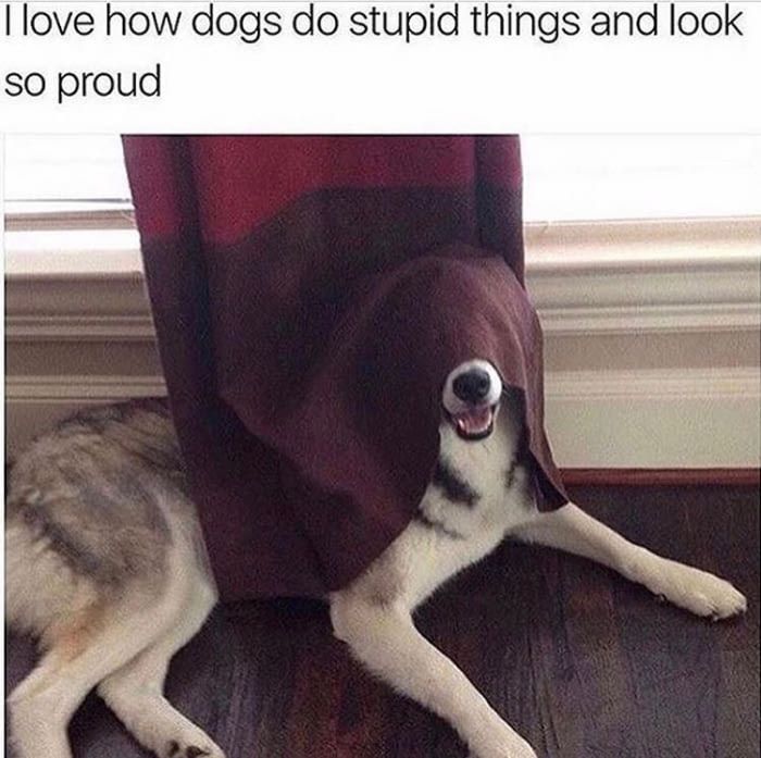 I love how dogs do stupid things and look so proud