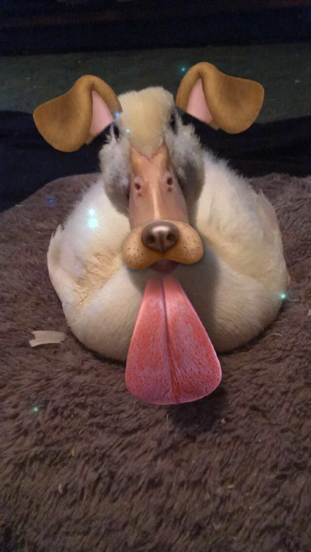 The stars have aligned...Snapchat finally worked on my duck.