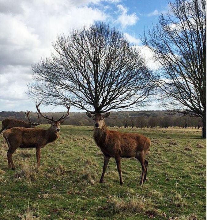 Top marks to the deer on the right for a magnificent set of antlers