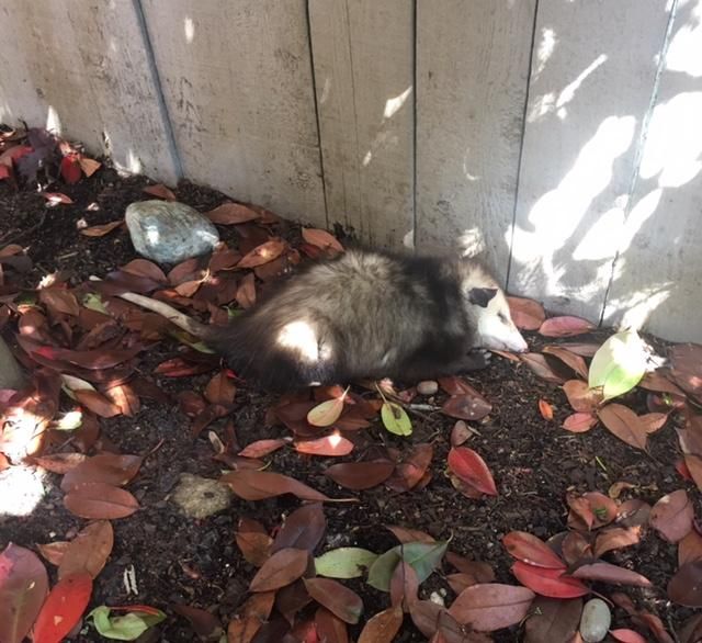 My friend made weed oil at my house the other night, spilled it and left it. This possum decided to lick it off the patio, and ended up passed out in the backyard for over 12 hours.