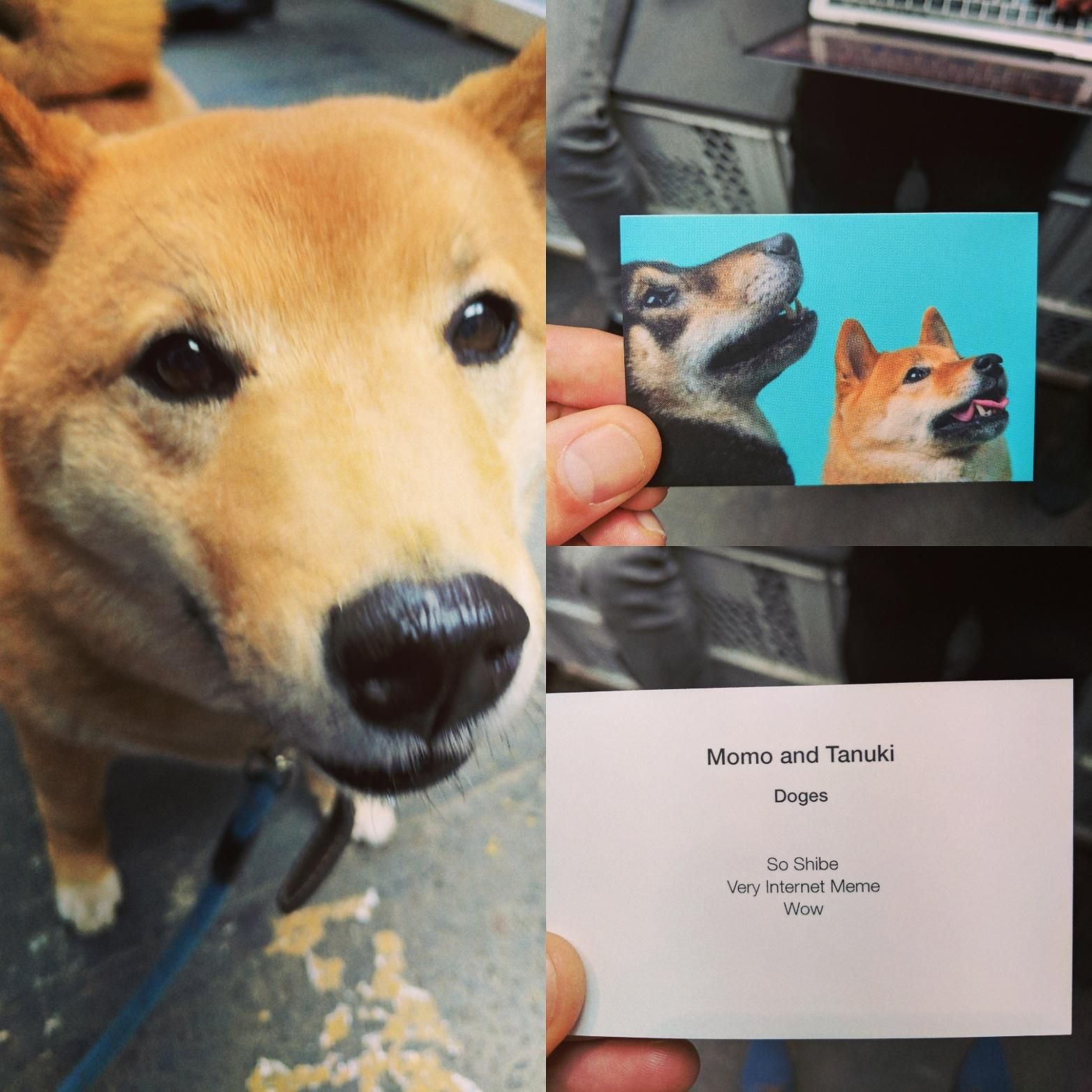 Ran into a guy on a conference with a doge. He handed me this business card, and told me he worked for a bank. Then he left.