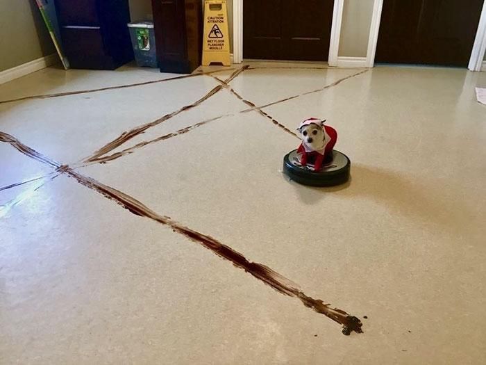 robot vacuum and dog poop doesn't mix