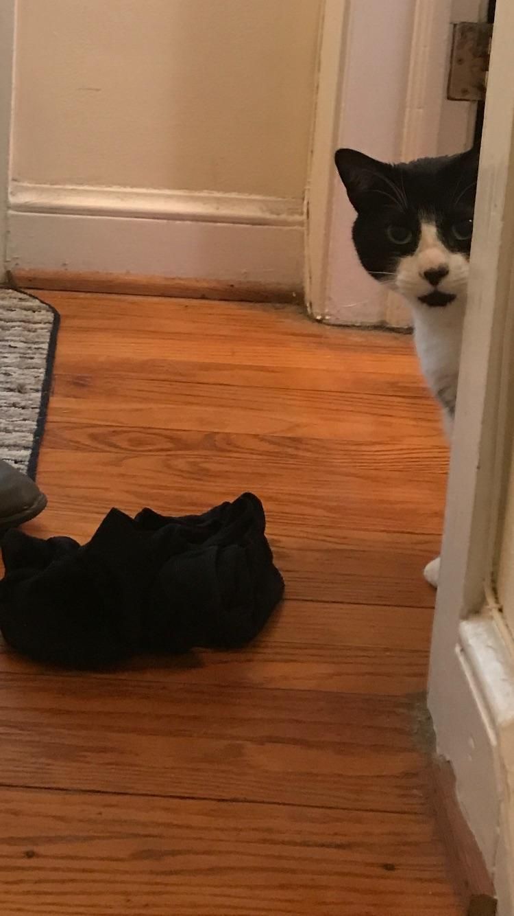 My cat keeps stealing my roommates shit to give to me as gifts.. today I received a sports bra
