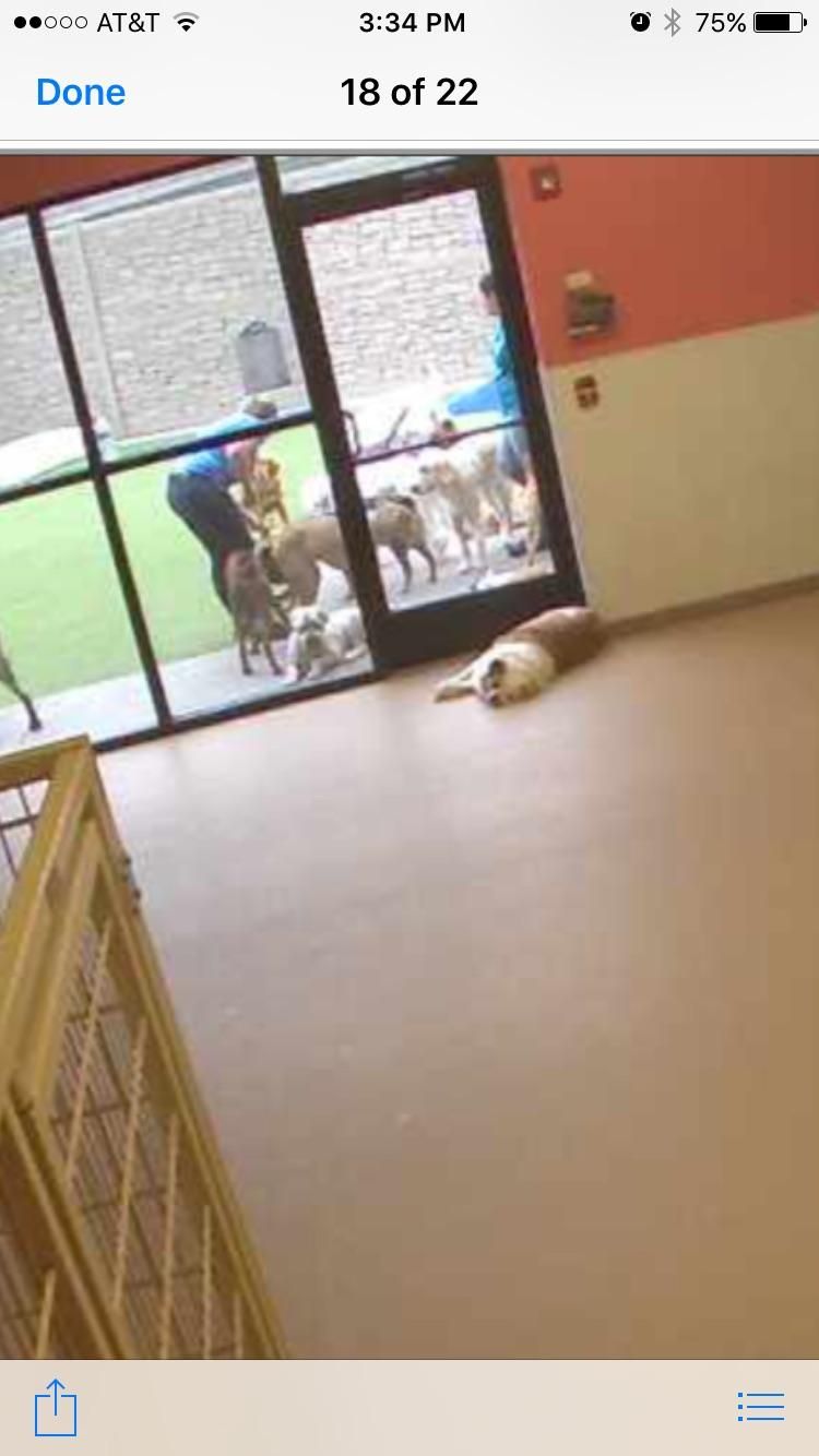 Logged into my dogs daycare webcam. I guess he felt to lazy to go outside.