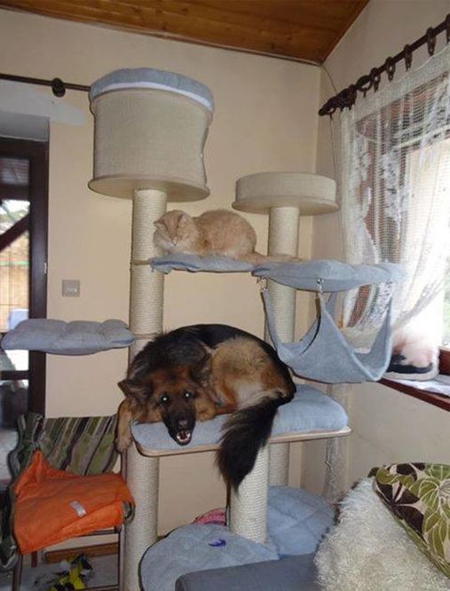 When your dog starts to spend too much time with your cat...