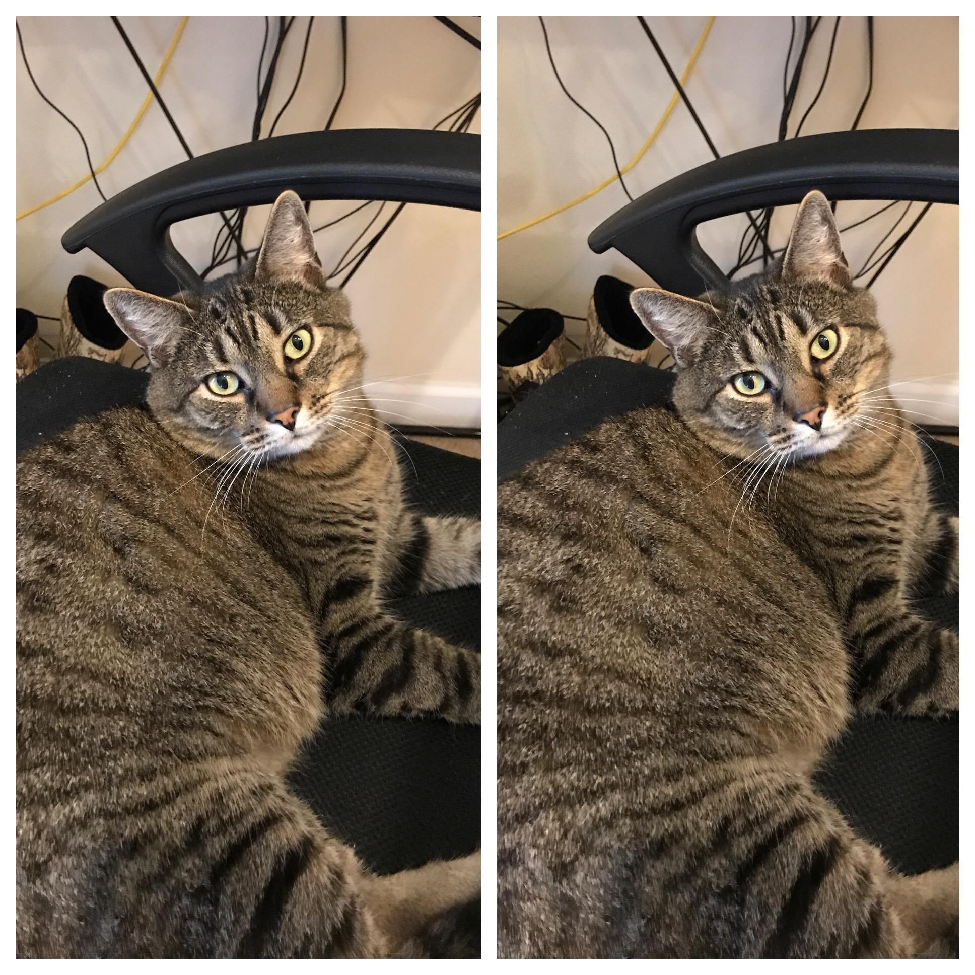 My cat before and after I tell him "he's a good boy"