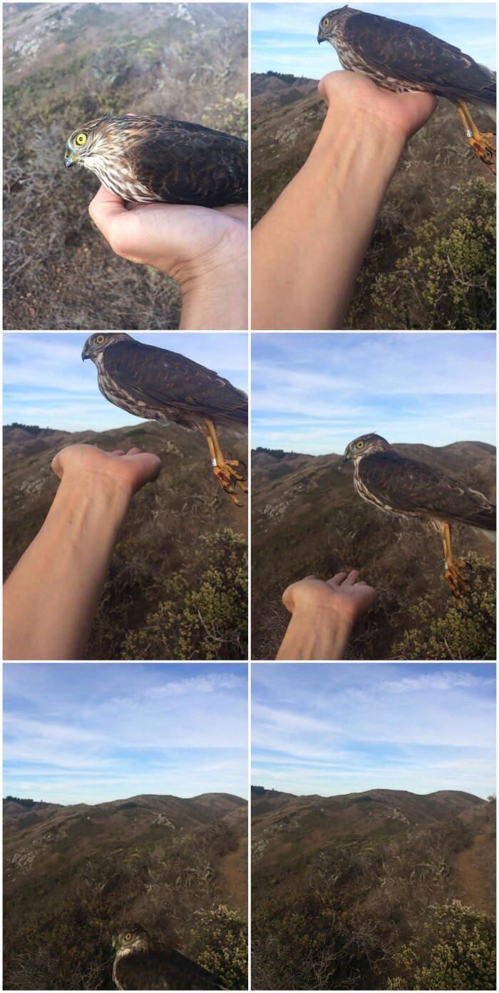 Camera shutter synced with falcon's wing flapping speed.