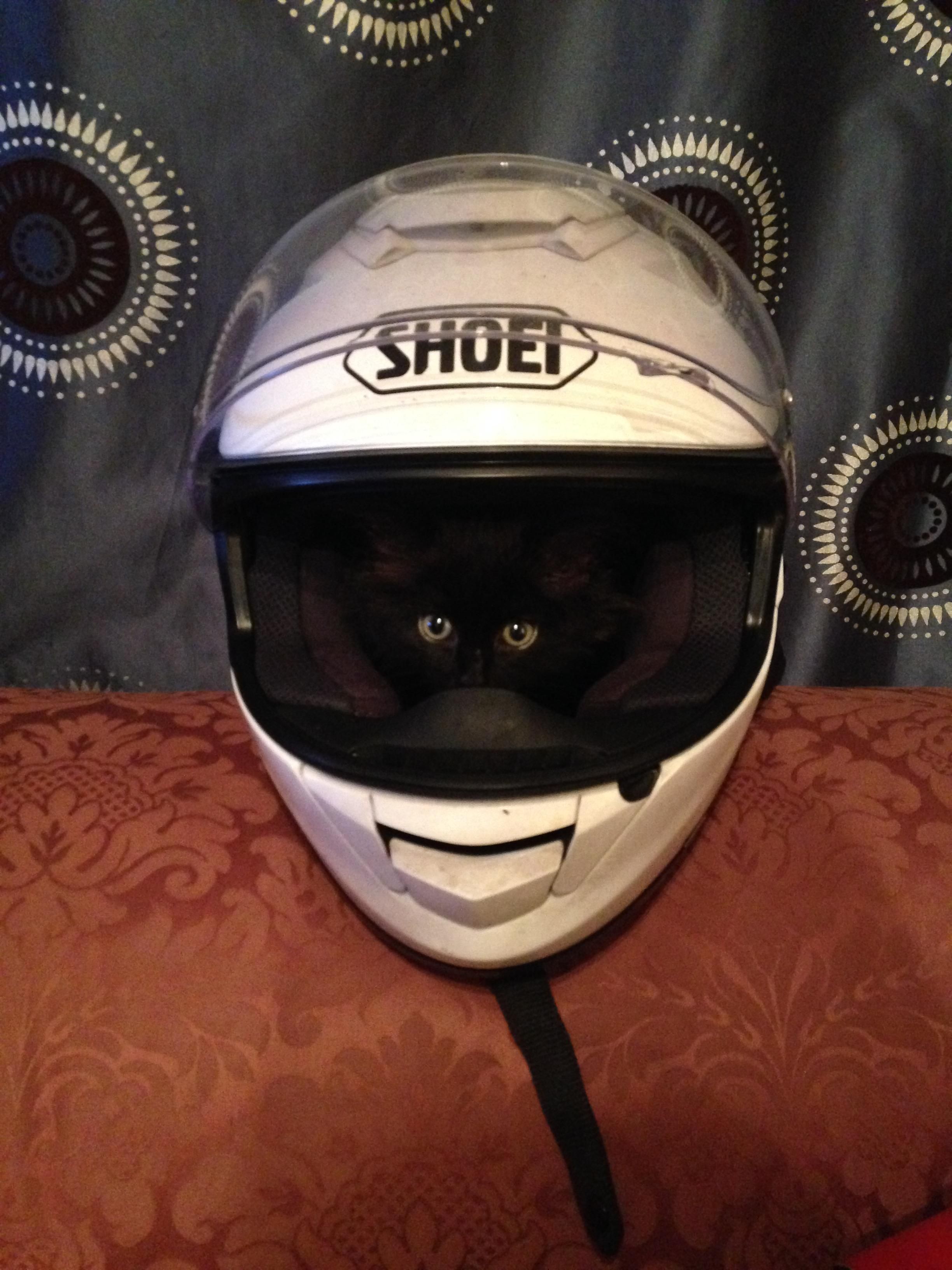 my kitten loves motorbike helmet