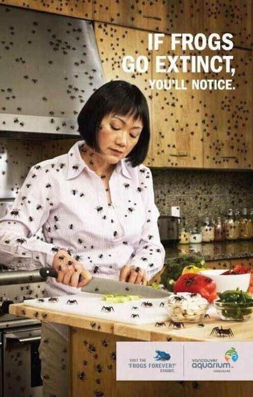 An Effective Ad - Save the Frogs!
