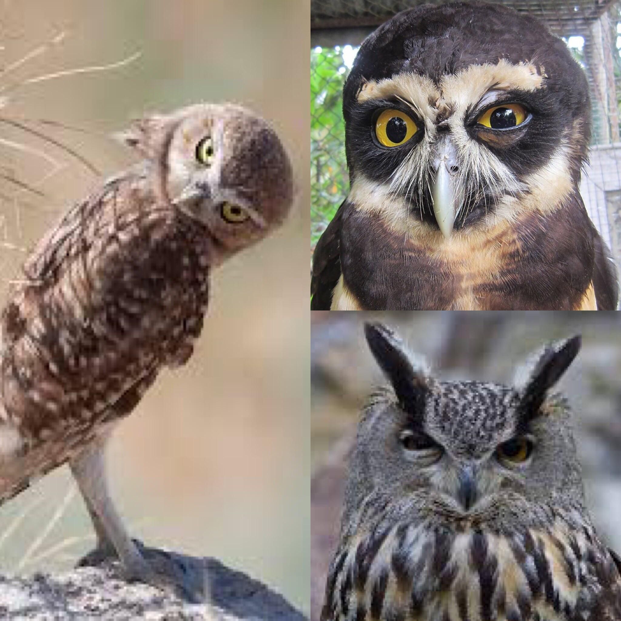 I was going to google screech owls but it autocorrected to suspicious owls and I was not disappointed.