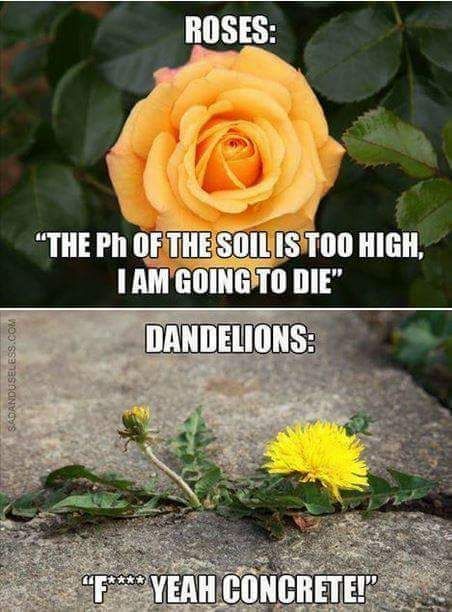 Be a dandelion