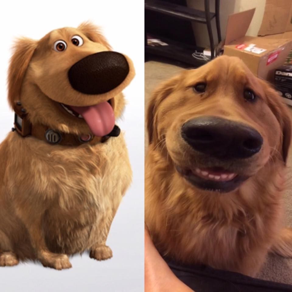 My friend's dog looks like Doug from UP with this Snapchat filter