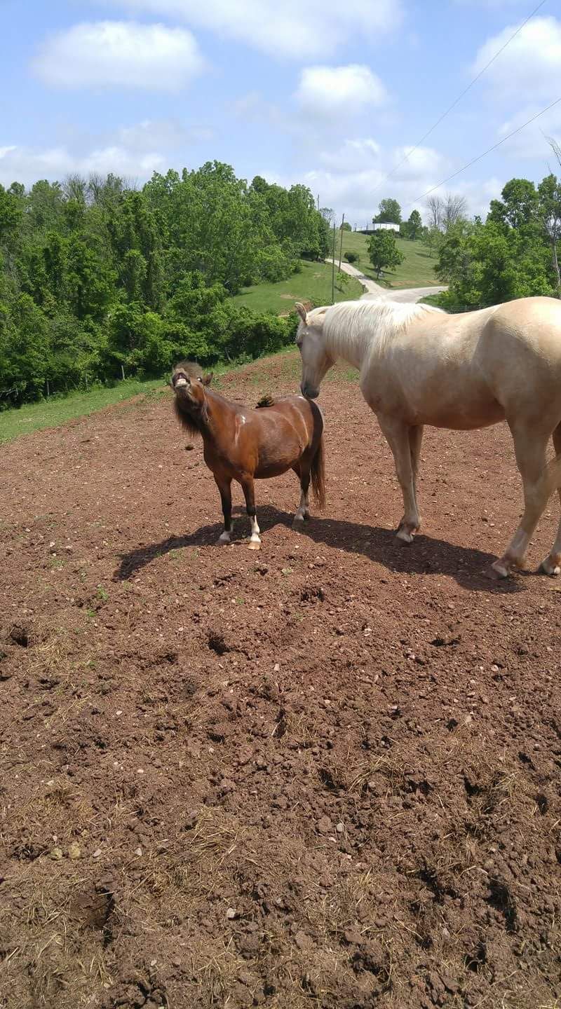 My parents pony just got pooped on by her horse.