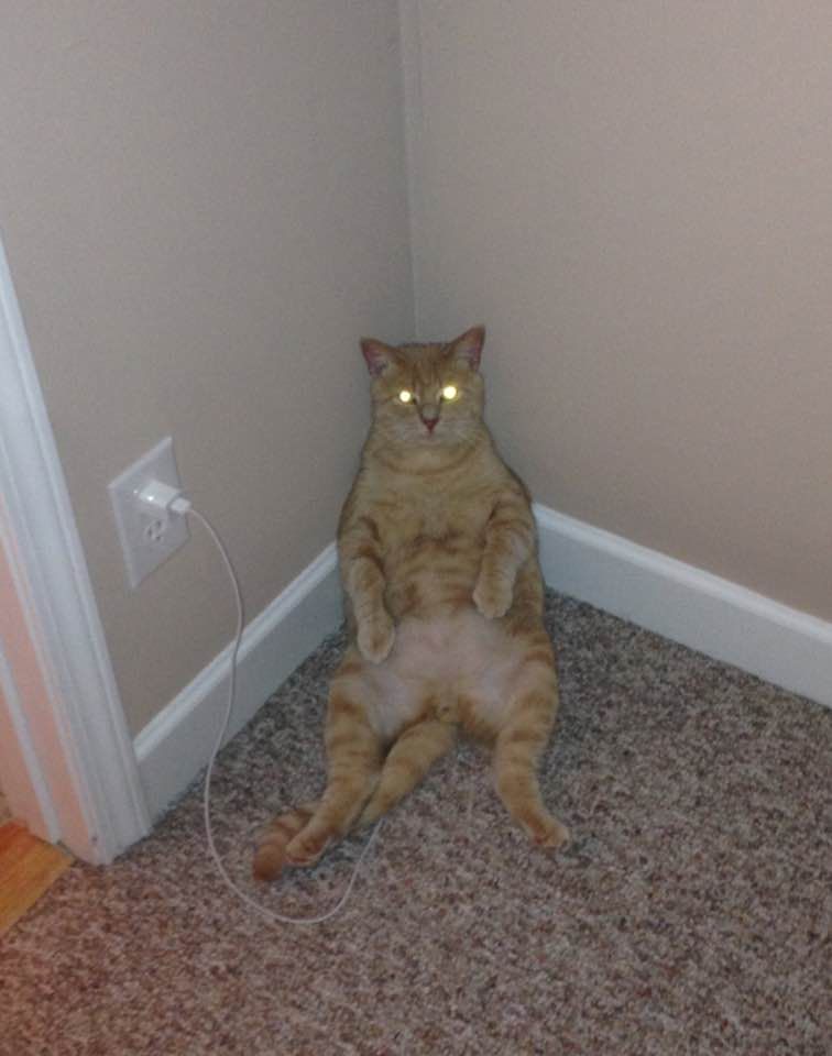 Kids took a picture of the cat, fully charged.