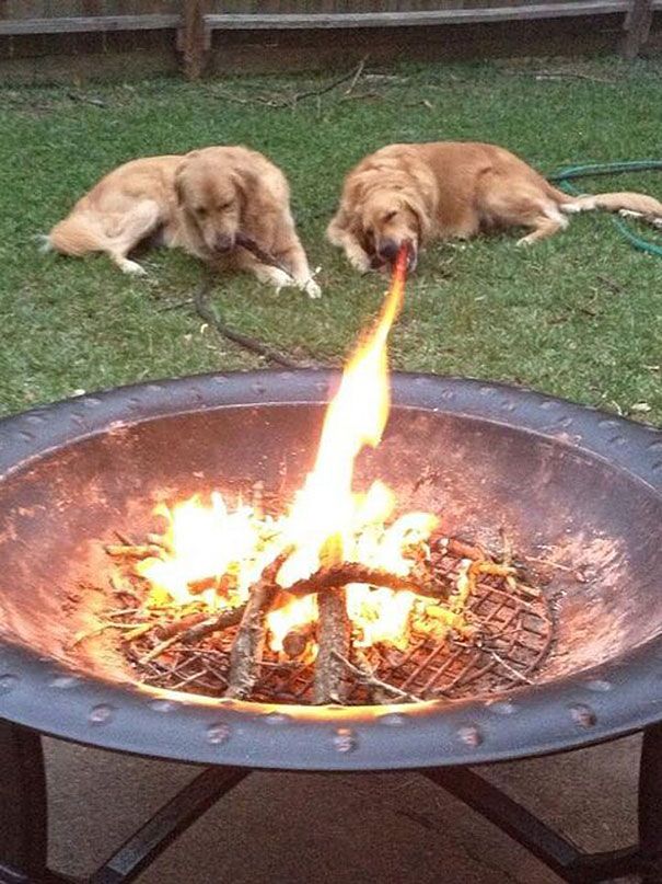 Fire breathing dog!