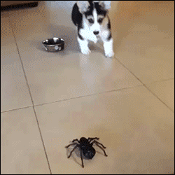 Adorable puppy scared by fake nope