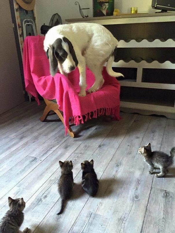 Dog so afraid of kittens