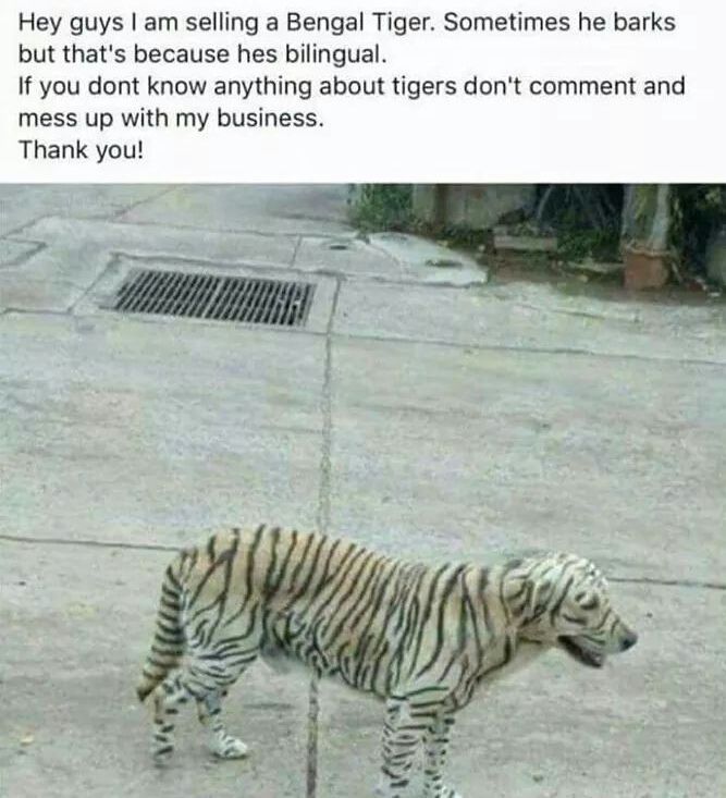 Tigers are smarter than they look