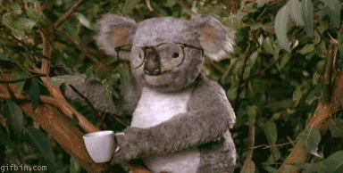 Gimme Back My Glasses Koala!