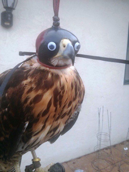 Adding googly eyes to falconry hoods makes them 100% better