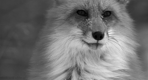 Ridiculously photogenic fox