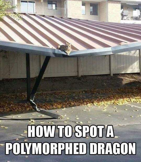 How to spot a polymorph dragon