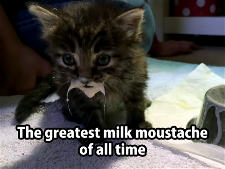 Greatest milk moustache ever.