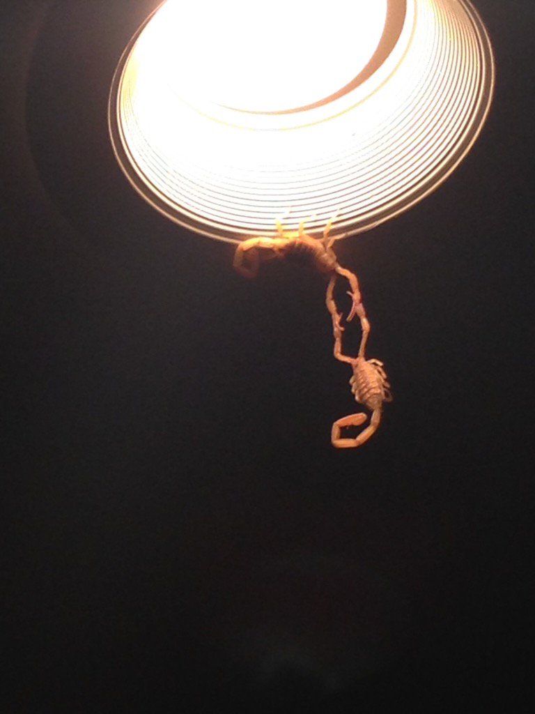 Two scorpions in my house ...I call it 'Cirque de Scorpion'