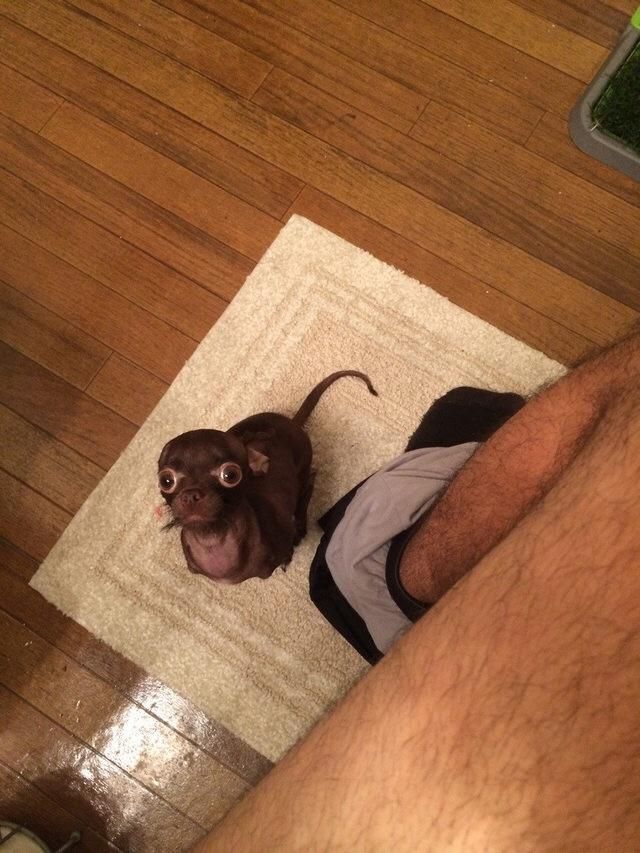 My wife's rat dog doesn't let me poop in peace