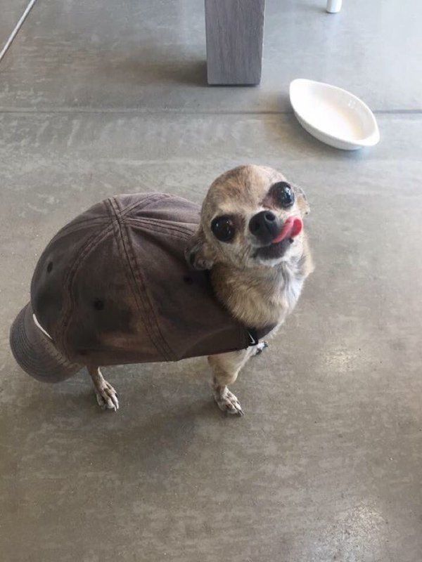 What Kind of Turtle is This?