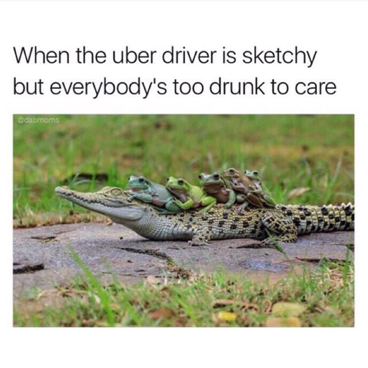 Frogs taking Uber