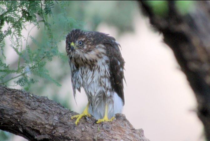Majestic hawk after a bath