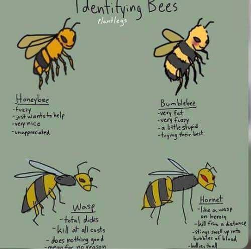 Identifying Bees