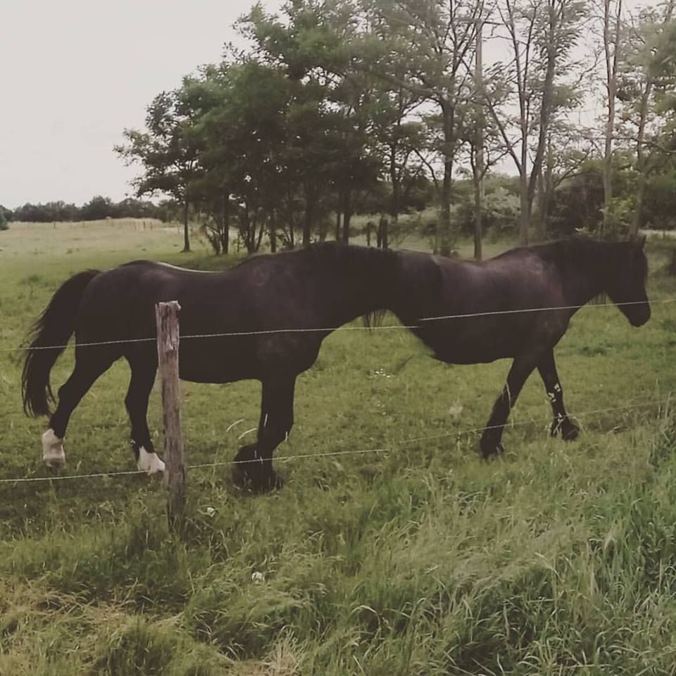 The horse moved as I was taking a panorama. I present you: the horsetaur. Half horse, half another horse.