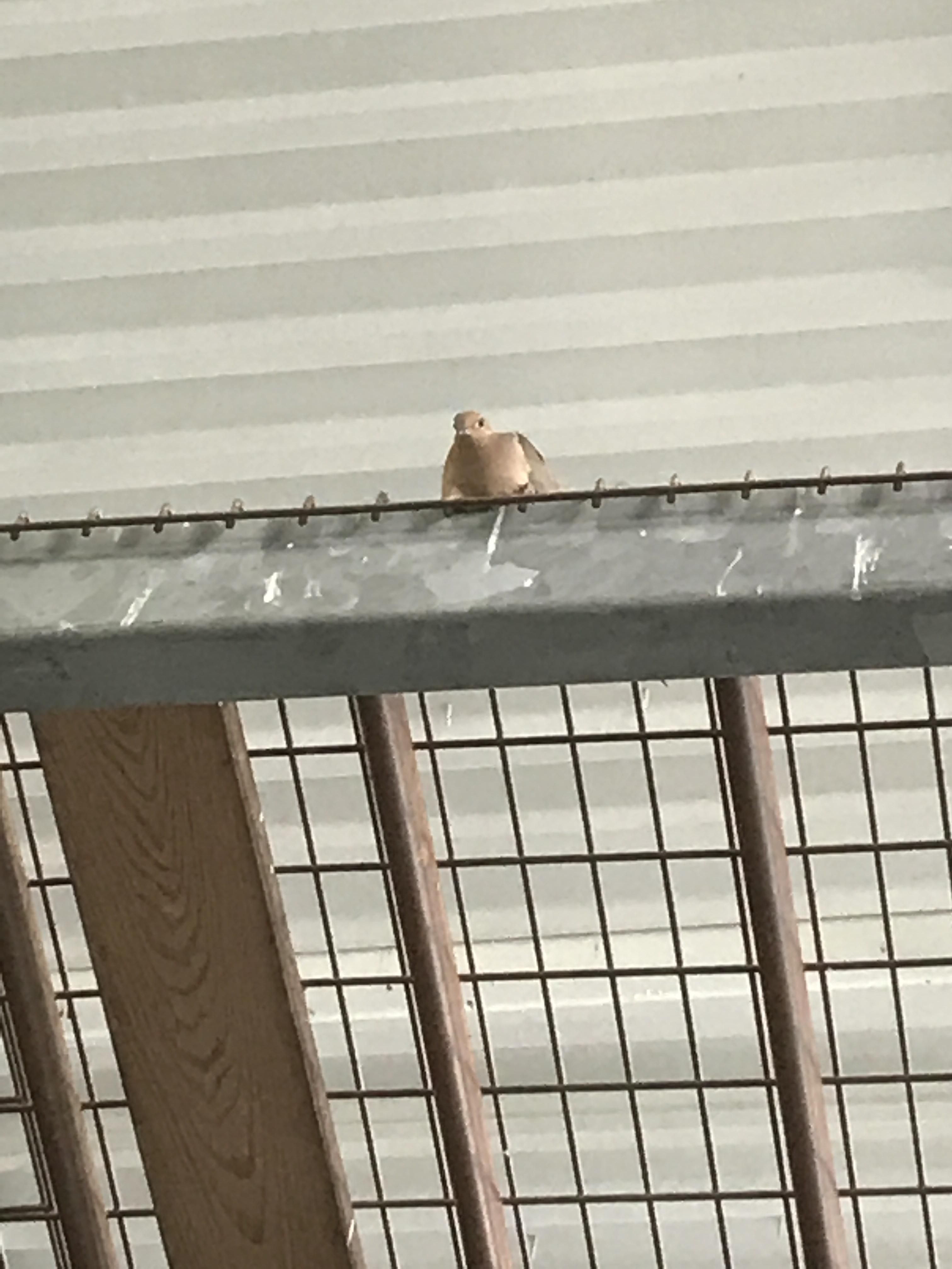 Accidentally broke its nest in a pallet with the forklift . It has been staring at me like this for four hours now and hasn't moved or blinked.