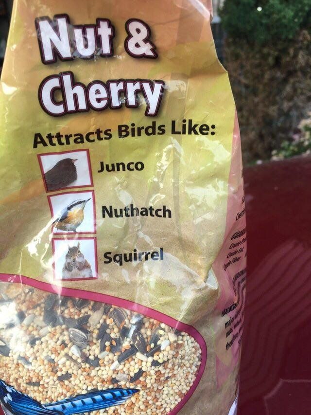 Damn squirrel birds!
