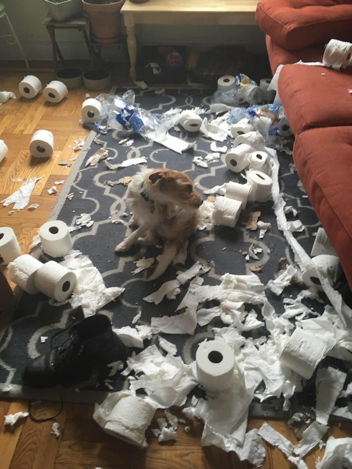 My friend's dog ate through 48 rolls of Charmin Ultra today.