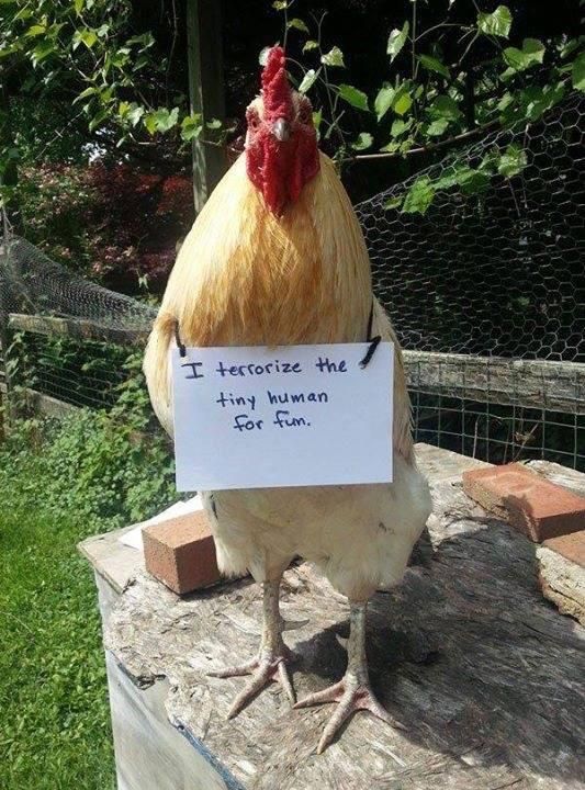 Chicken shaming is hilarious