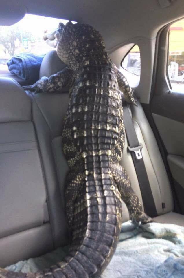 Typical Florida Uber Passenger