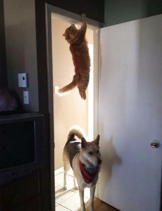 "Hey have you seen the cat? I want to play!"