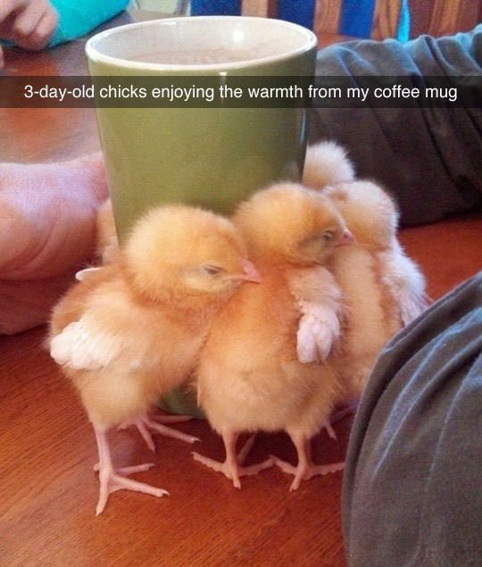 Chicks loving Coffee! cuteness overloaded
