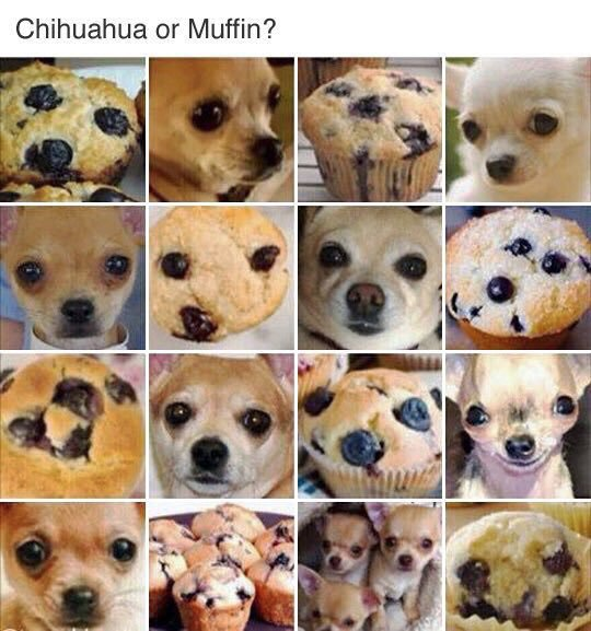 Chihuahua or muffin?