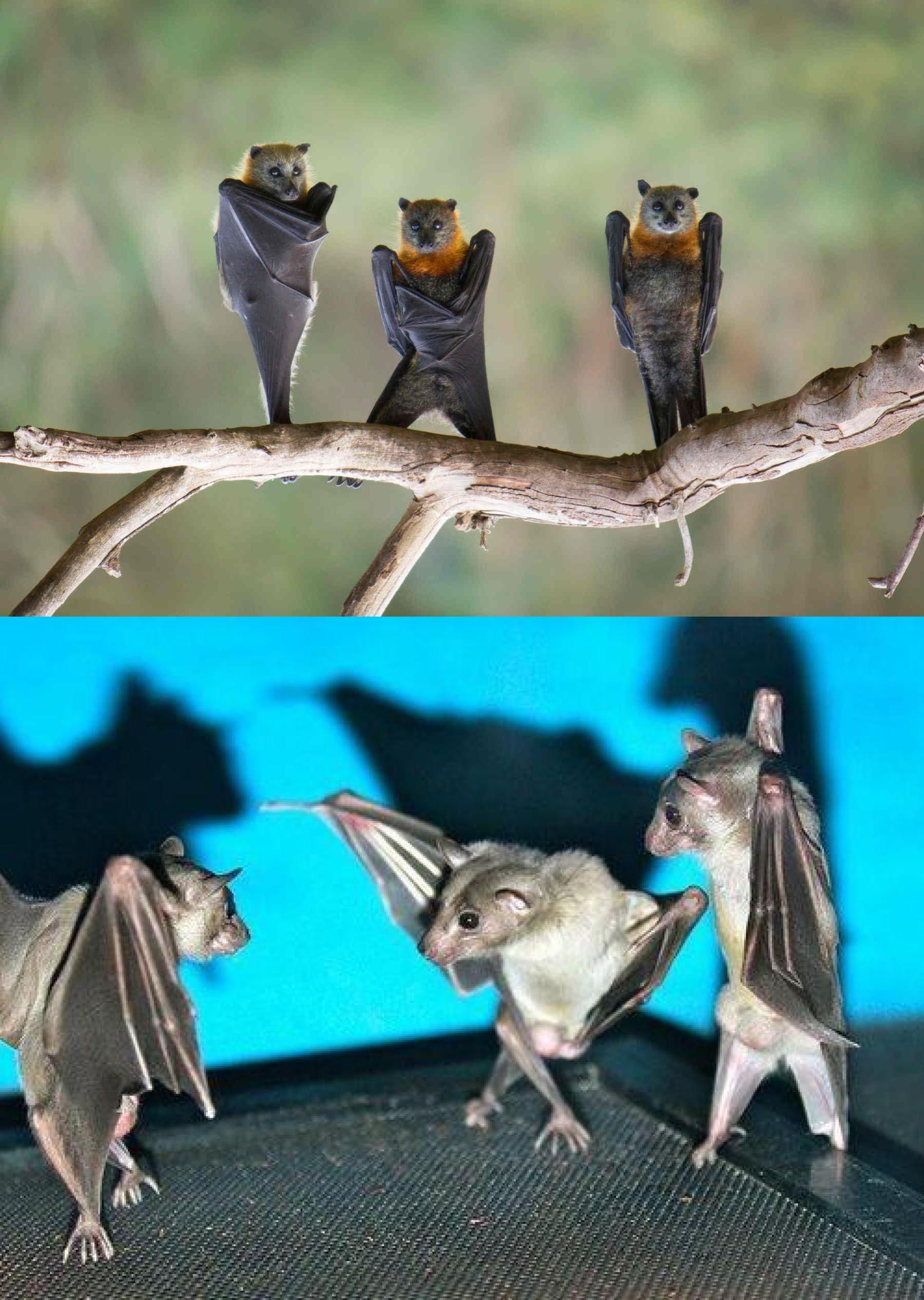 If you turn around pictures of bats hanging they look all gangsta