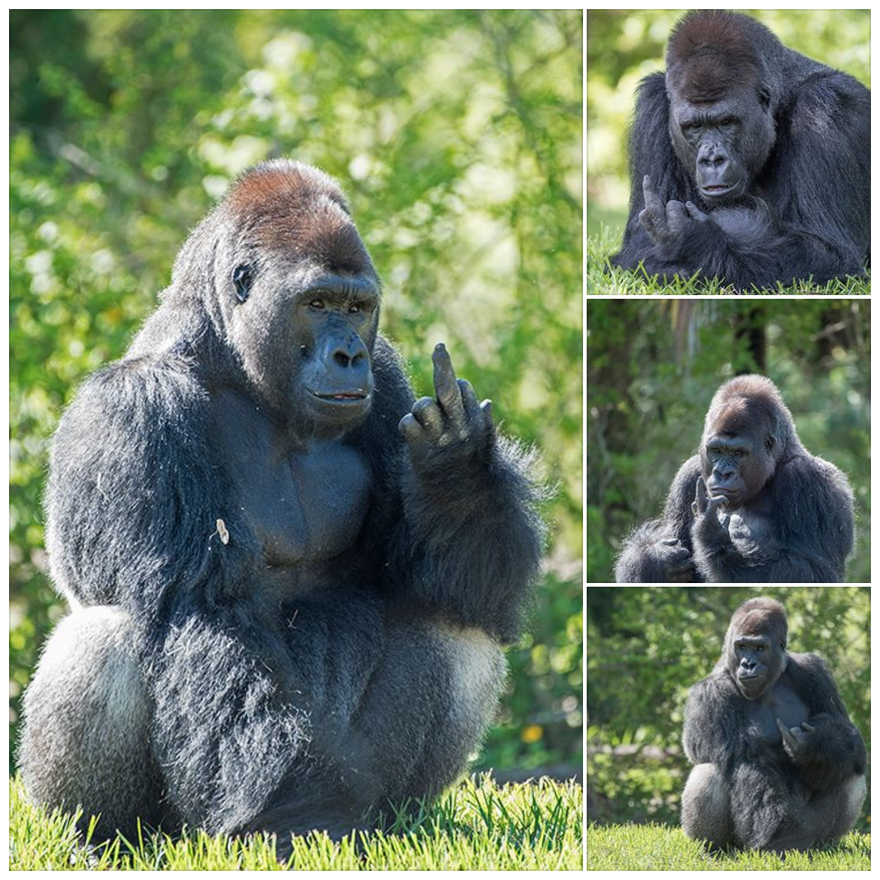 A long time ago, Shango the gorilla got into fisticuffs with another gorilla; left him with a severed tendon where he looks like he permanently dgaf