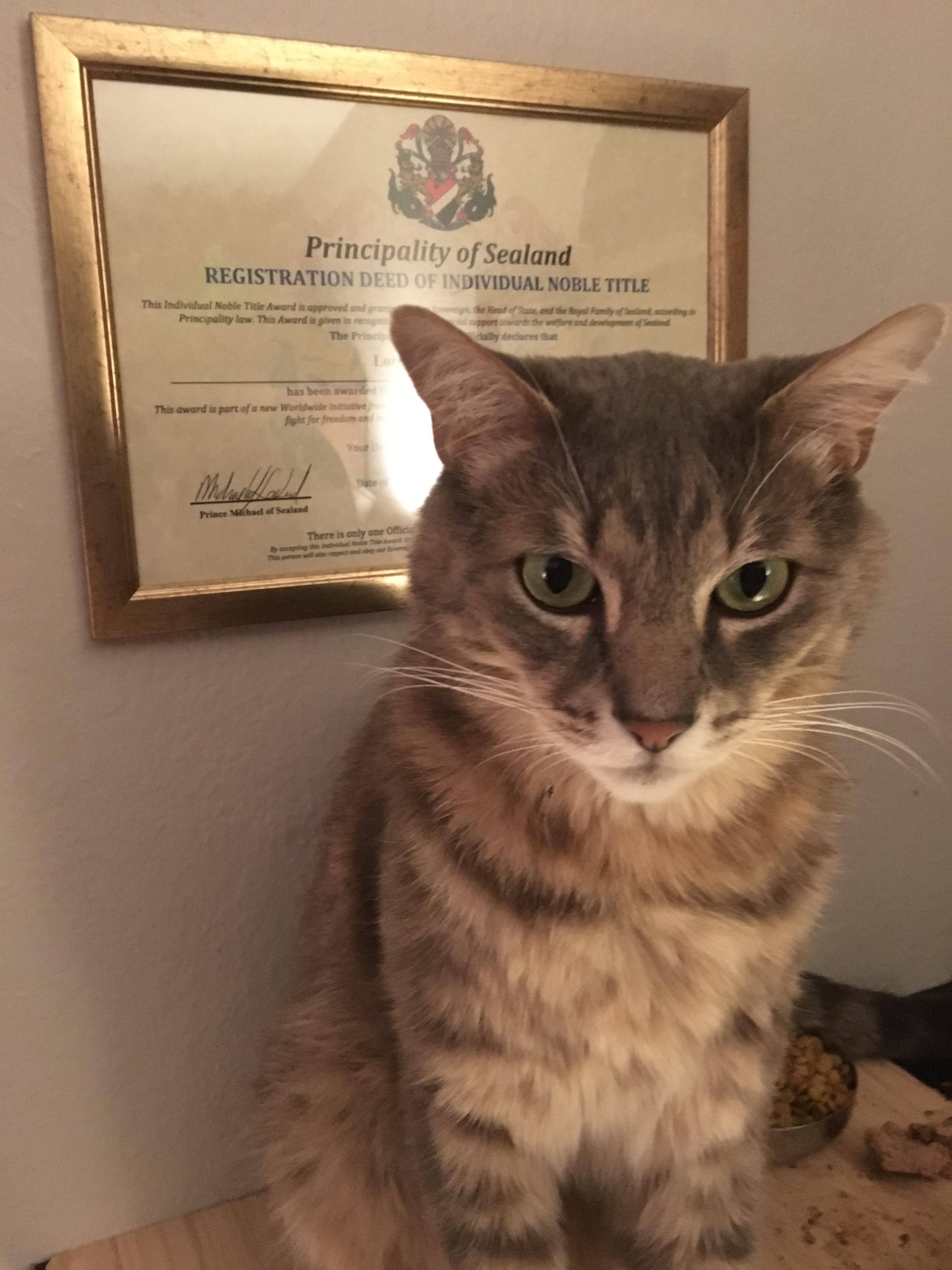 I bought my cat the legal title of a Lord and one square foot of land over which he may rule. His Lordship remains unimpressed.